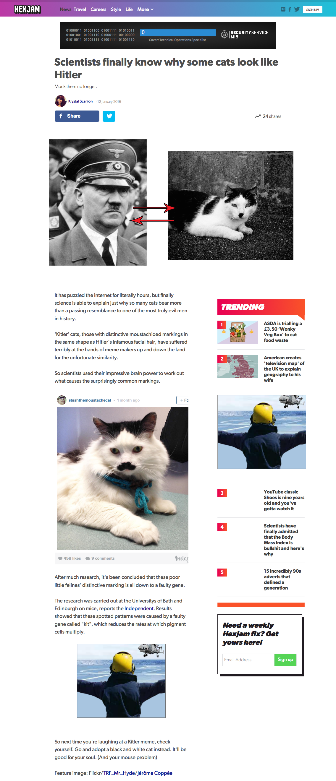 Hexjam Scientists finally know why some cats look like Hitler